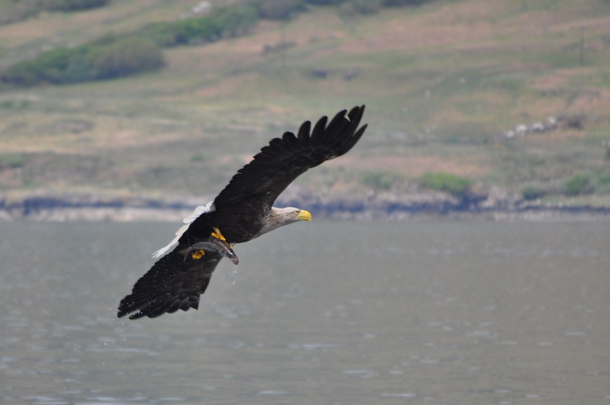 White-tailed Eagle - ML638024097