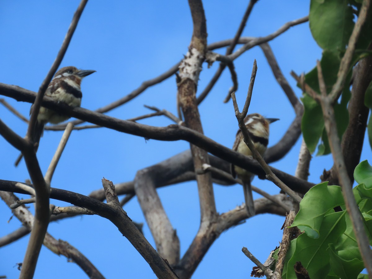 Russet-throated Puffbird - ML638024104