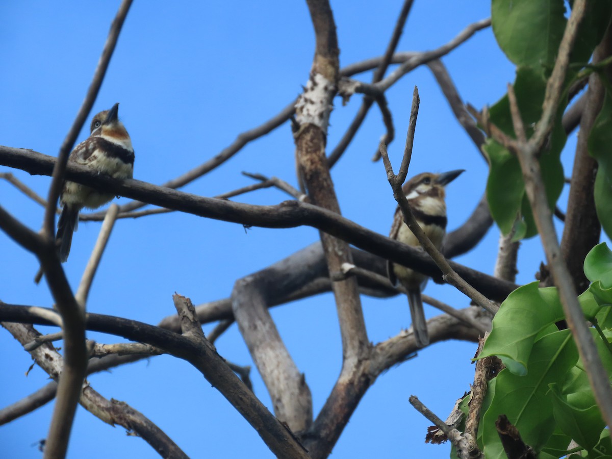 Russet-throated Puffbird - ML638024106