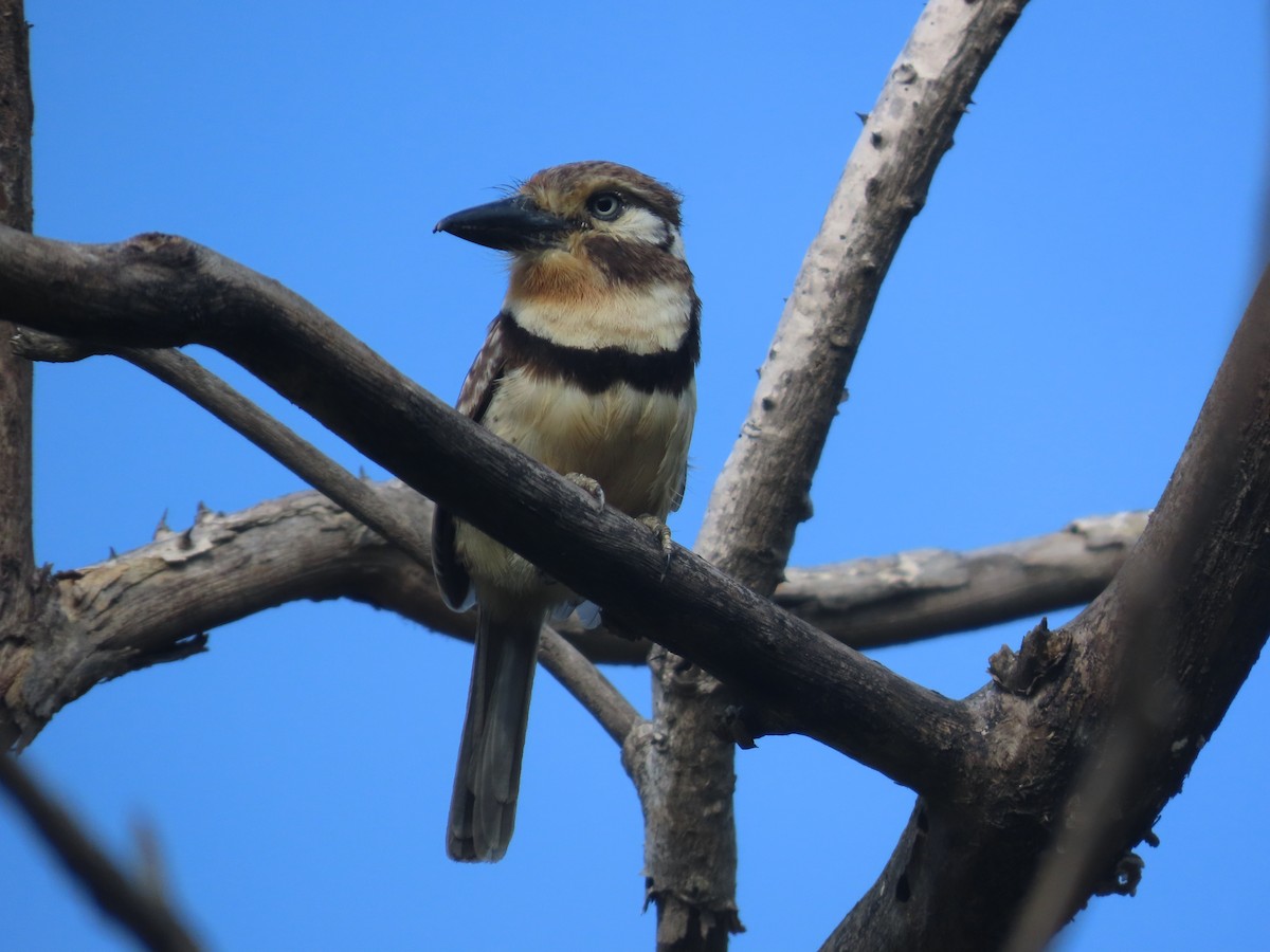 Russet-throated Puffbird - ML638024107