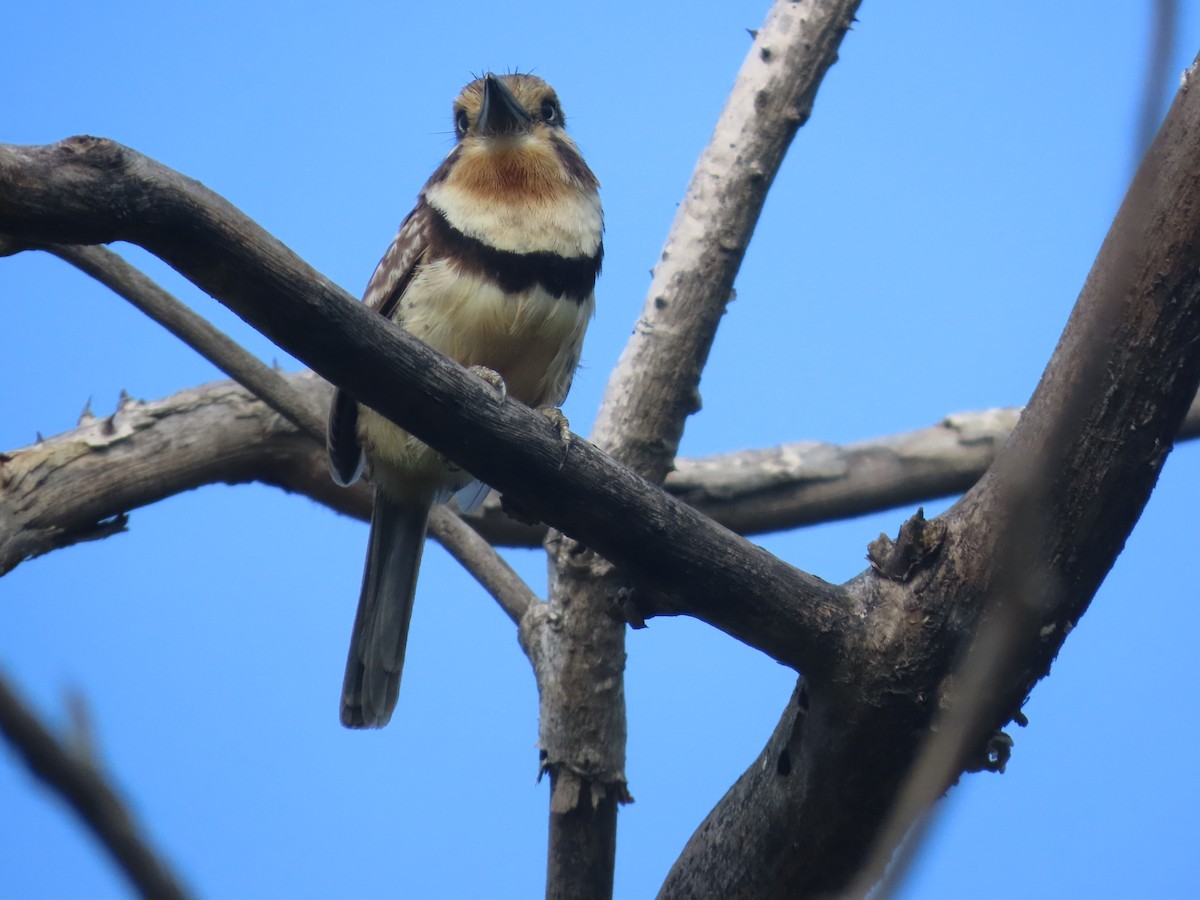Russet-throated Puffbird - ML638024108