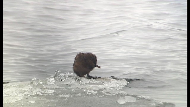 Muskrat - ML638024136