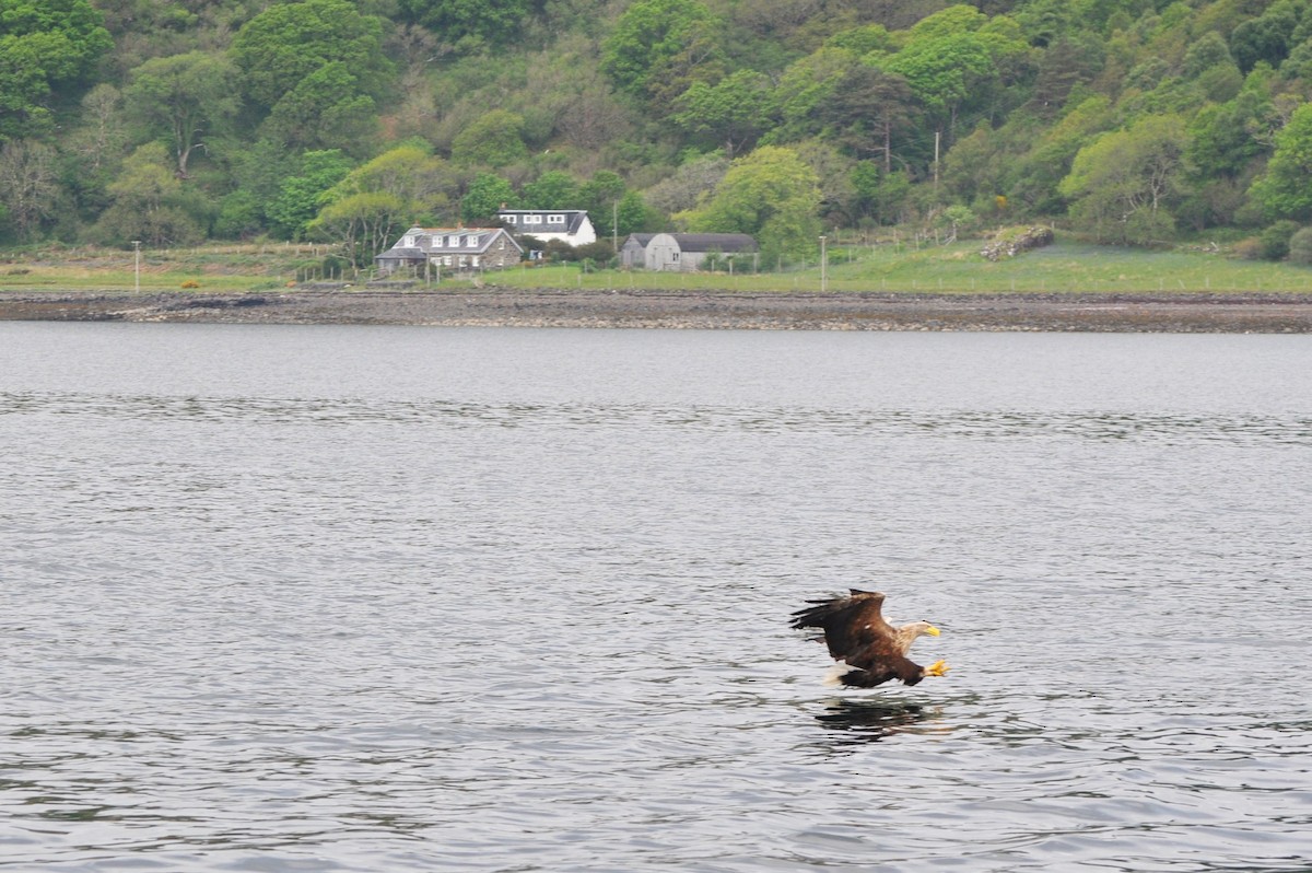 White-tailed Eagle - ML638024153