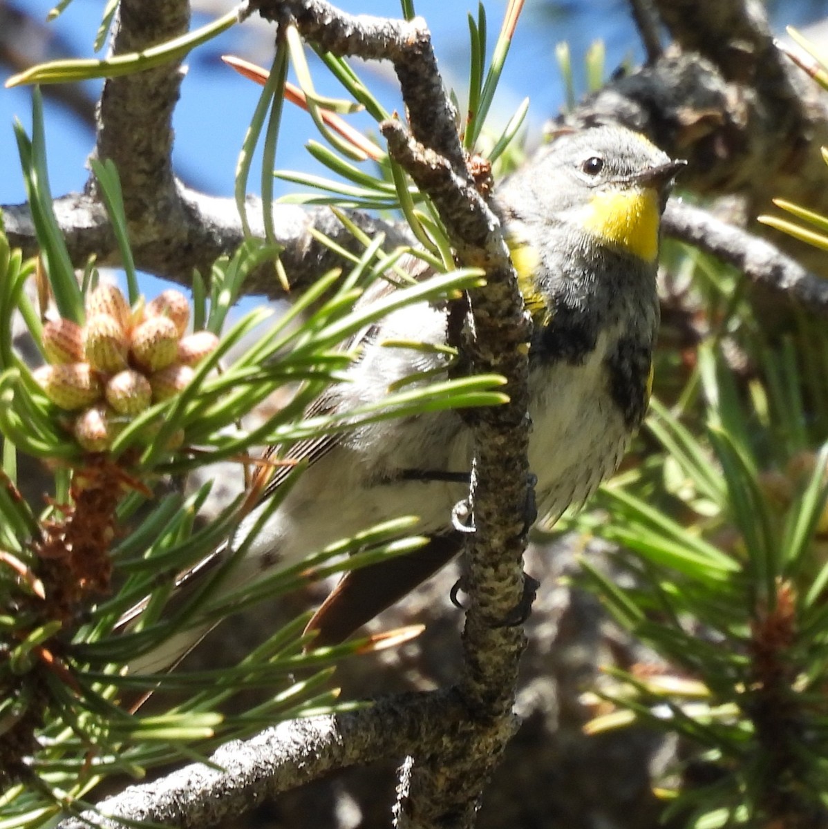 Пісняр-лісовик жовтогузий (підвид auduboni) - ML638024154