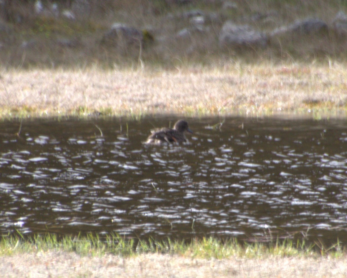 Andean Teal - ML638024156