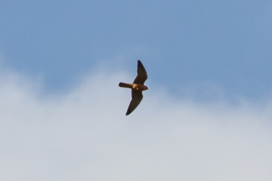 Red-footed Falcon - ML638024171