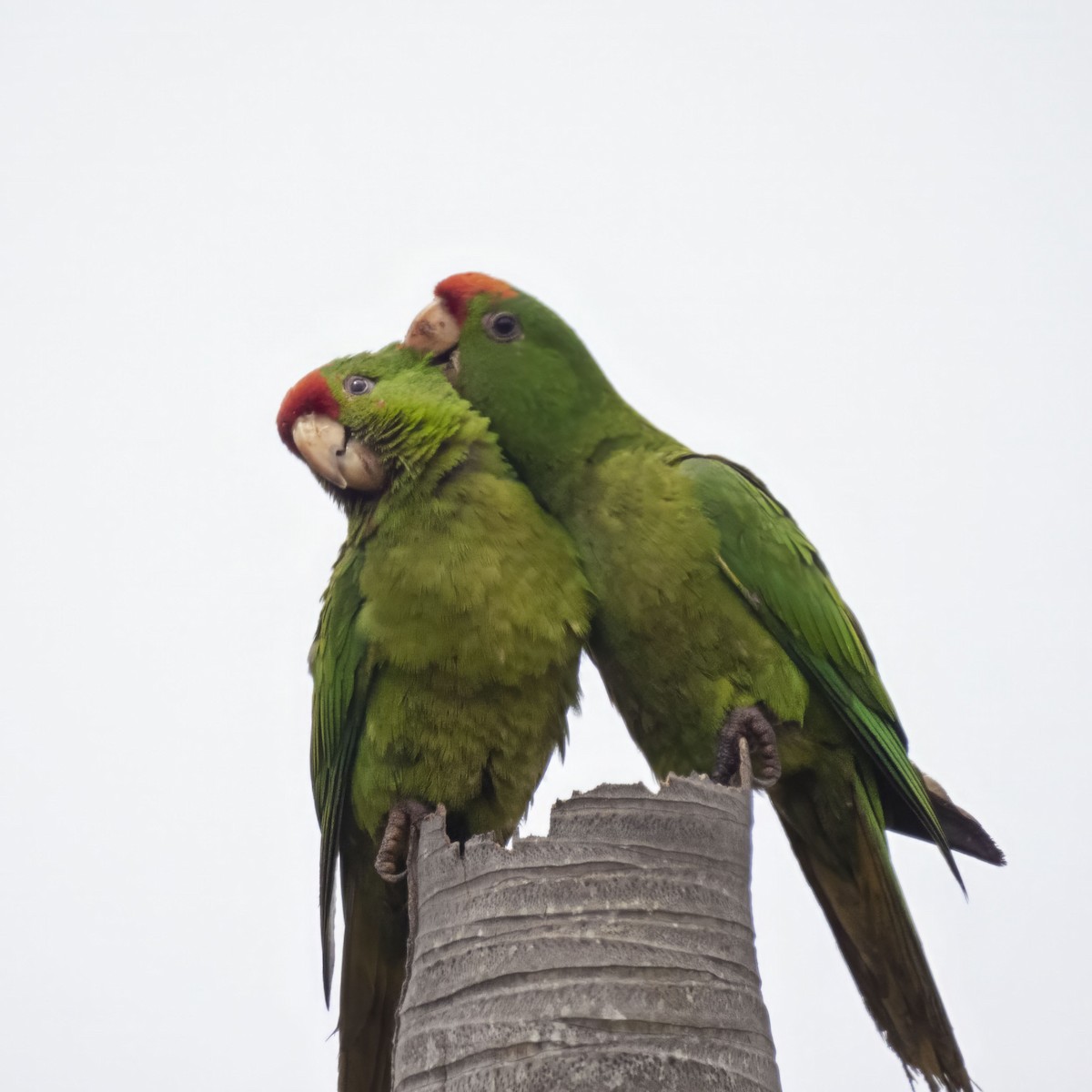 Scarlet-fronted Parakeet - ML638024184