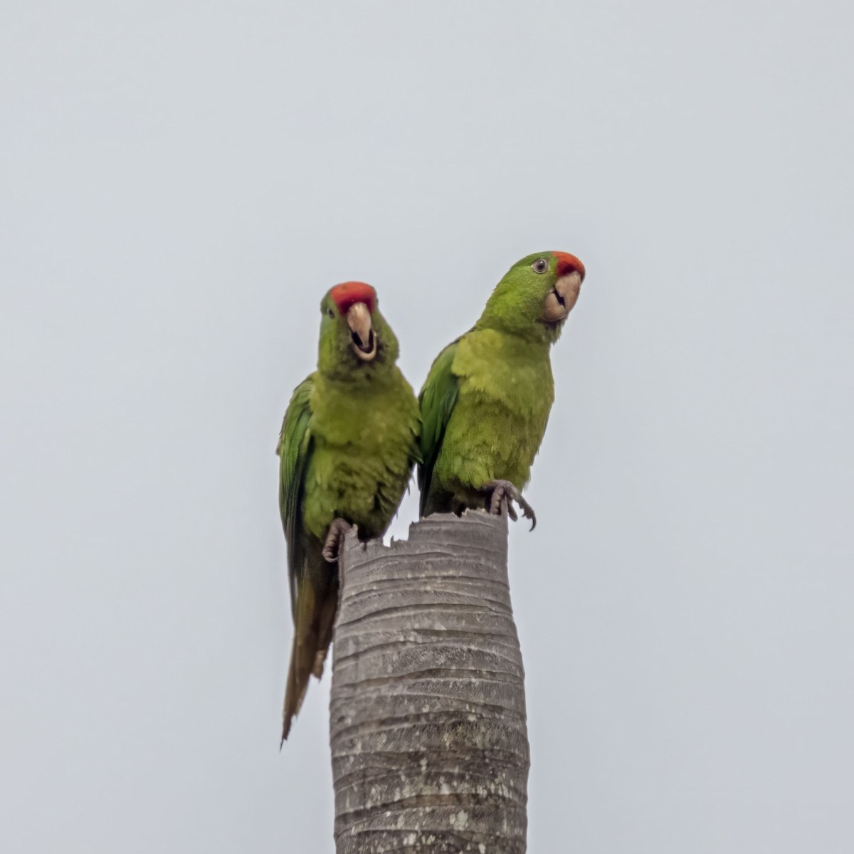 Scarlet-fronted Parakeet - ML638024185