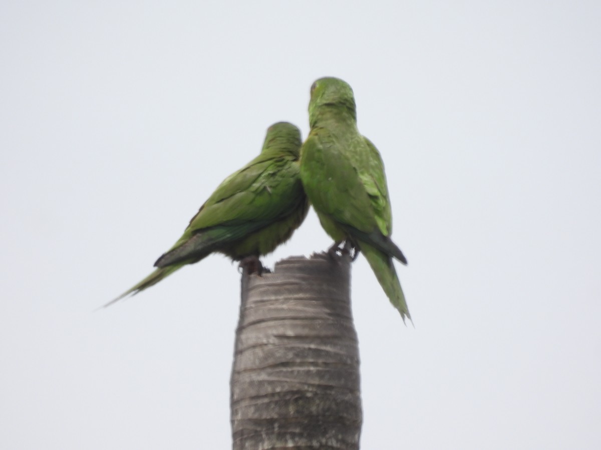 Scarlet-fronted Parakeet - ML638024186