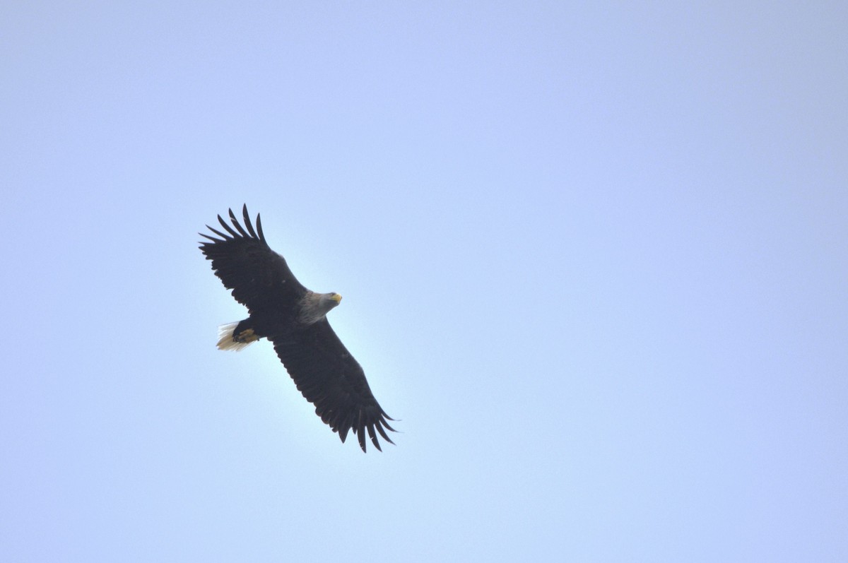 White-tailed Eagle - ML638024187