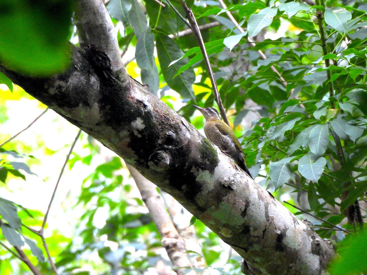 Streak-throated Woodpecker - ML638024269