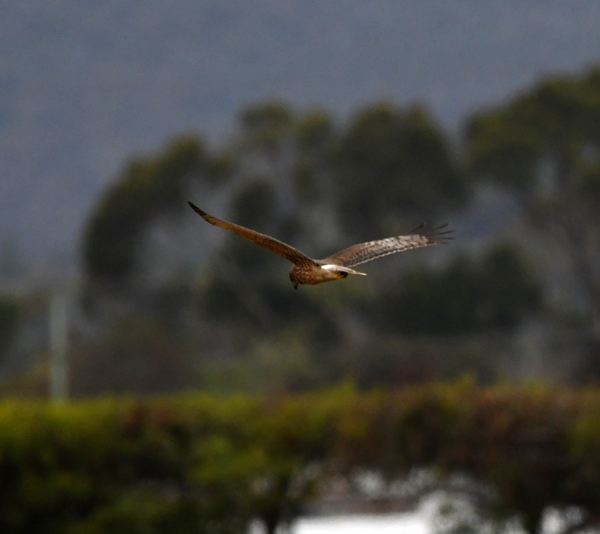 Swamp Harrier - ML638024288