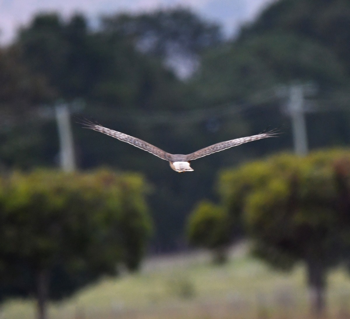 Swamp Harrier - ML638024289
