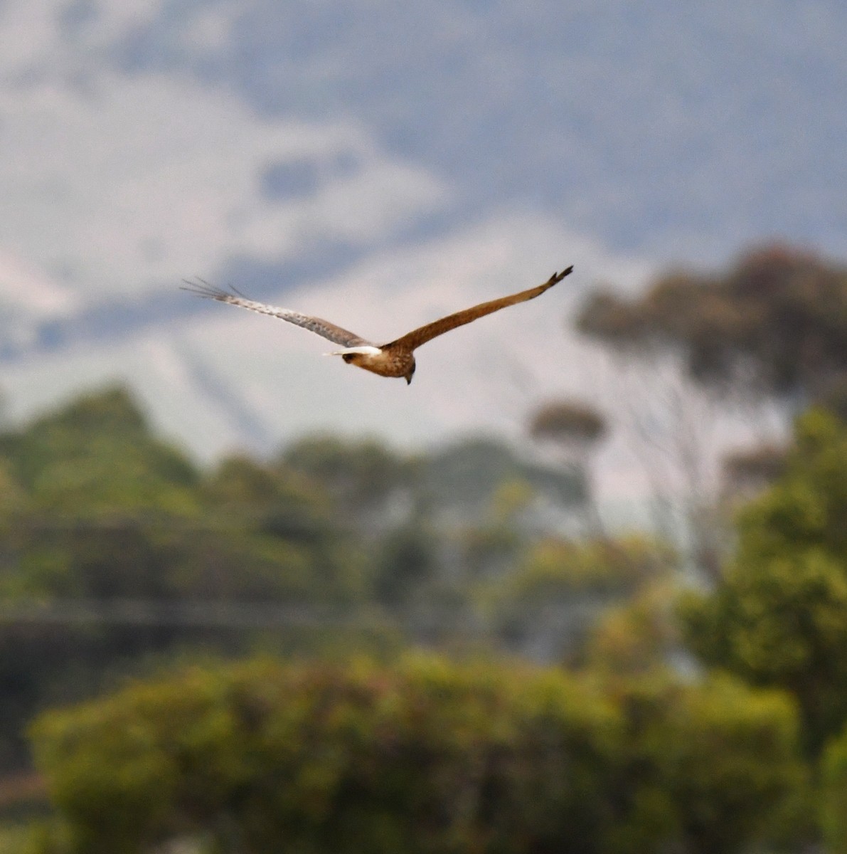 Swamp Harrier - ML638024290