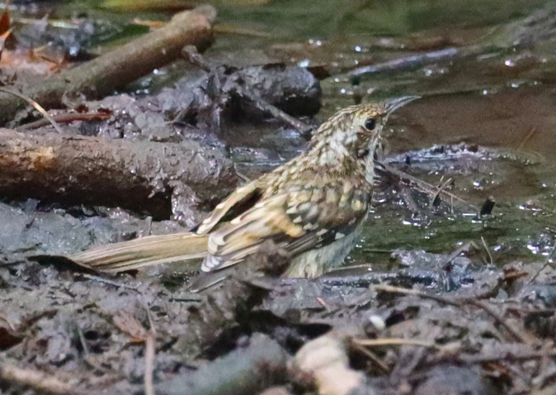 Eurasian Treecreeper - ML638024405