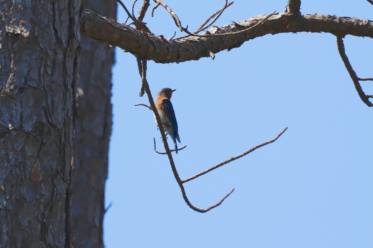 Eastern Bluebird - ML638024414