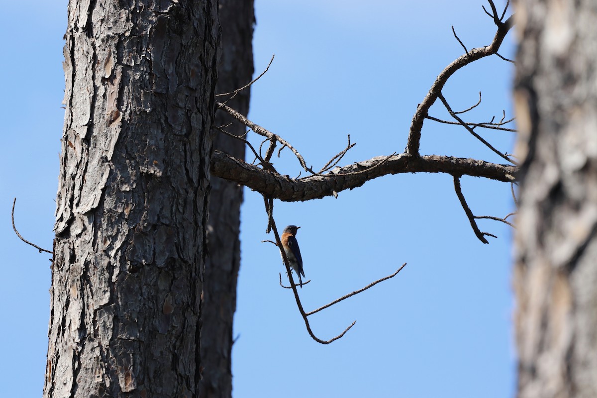 Eastern Bluebird - ML638024415
