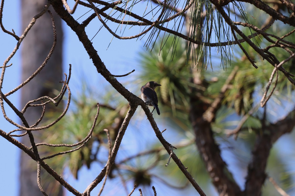 Eastern Bluebird - ML638024416
