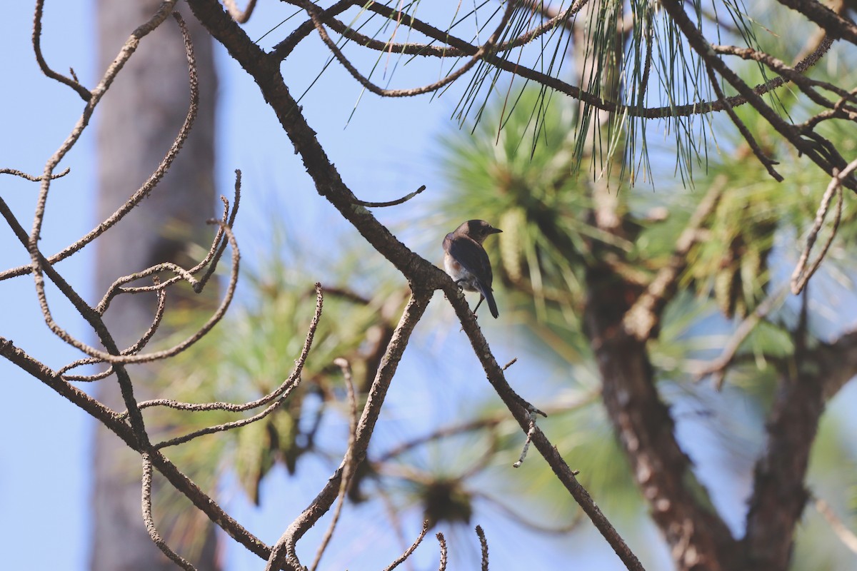 Eastern Bluebird - ML638024417