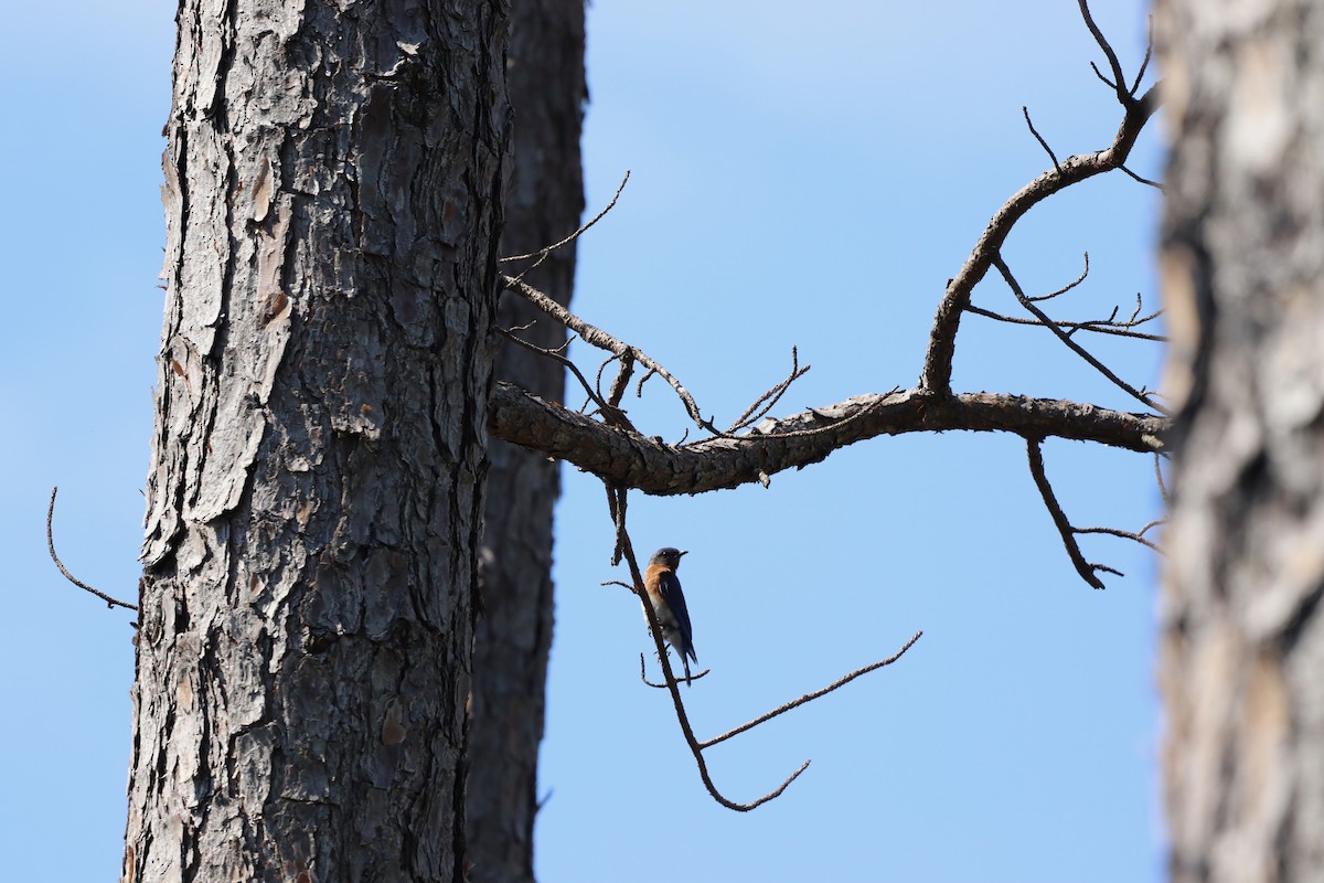 Eastern Bluebird - ML638024418
