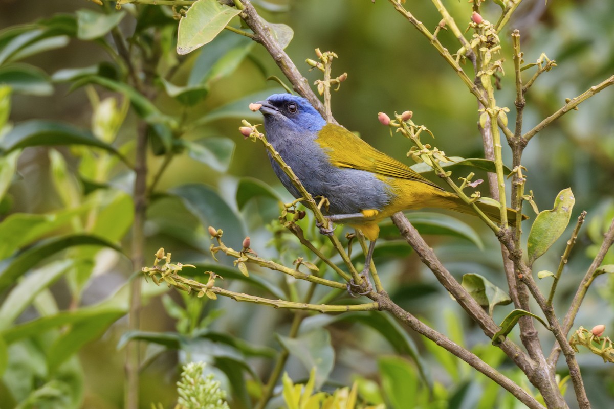 Blue-capped Tanager - ML638024429