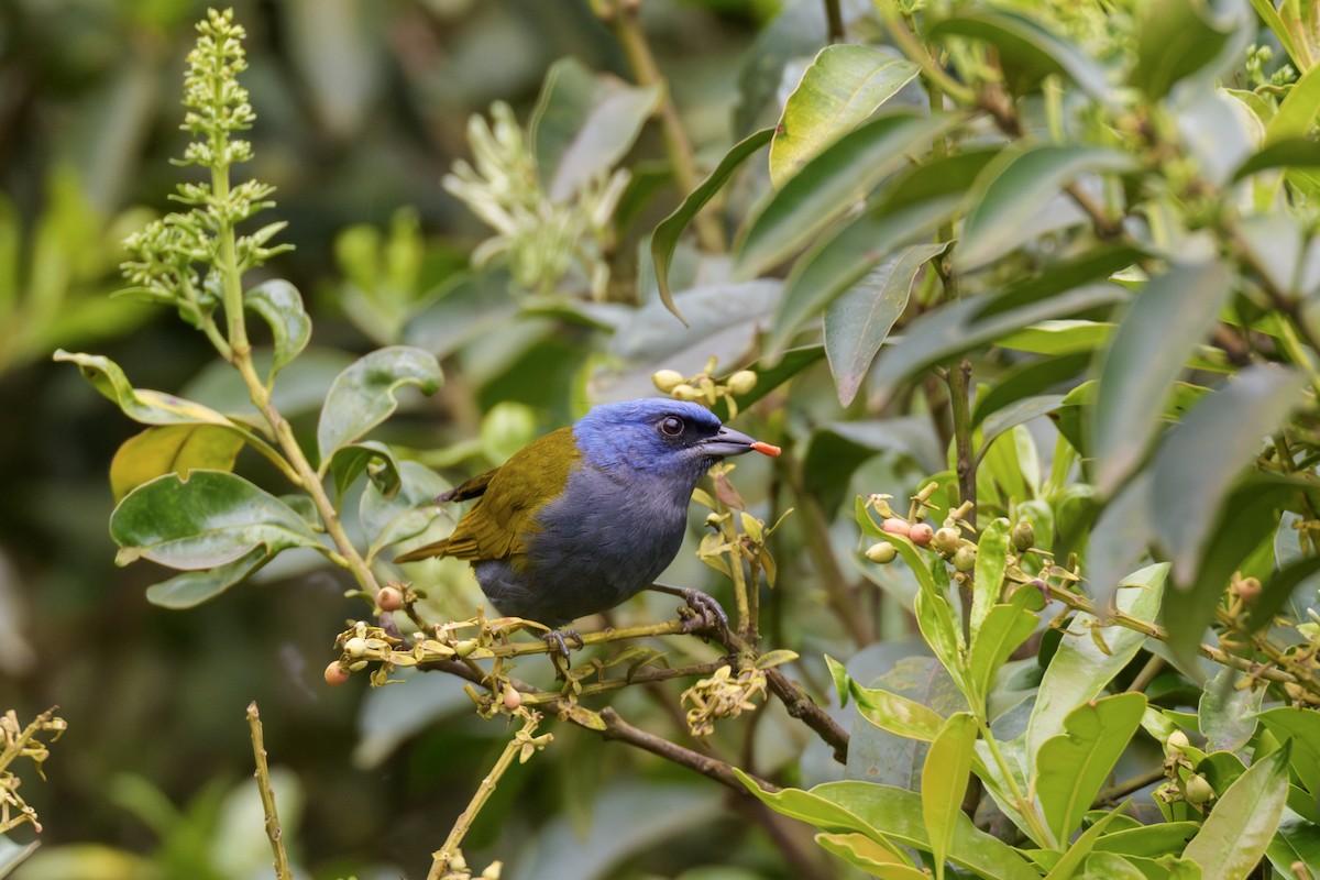 Blue-capped Tanager - ML638024430