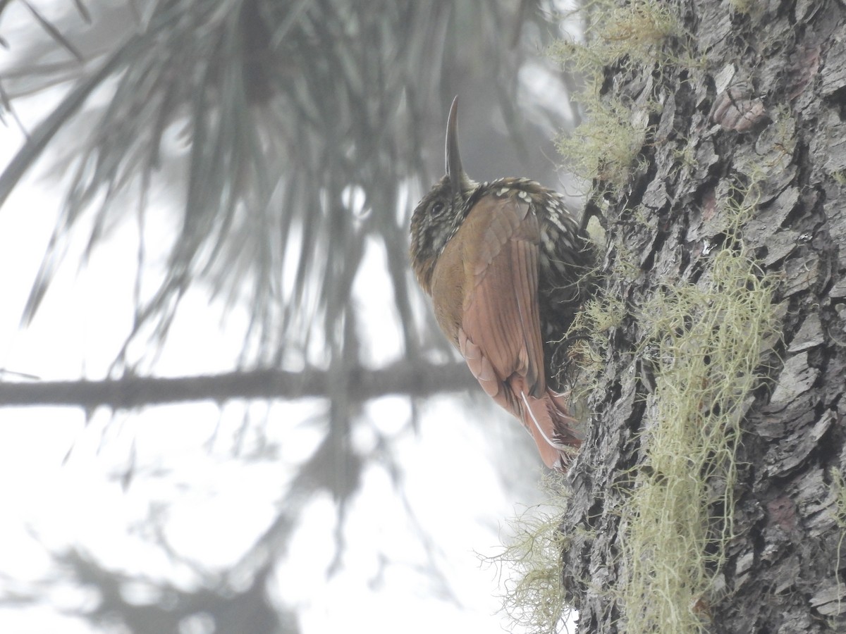 Montane Woodcreeper - ML638024439