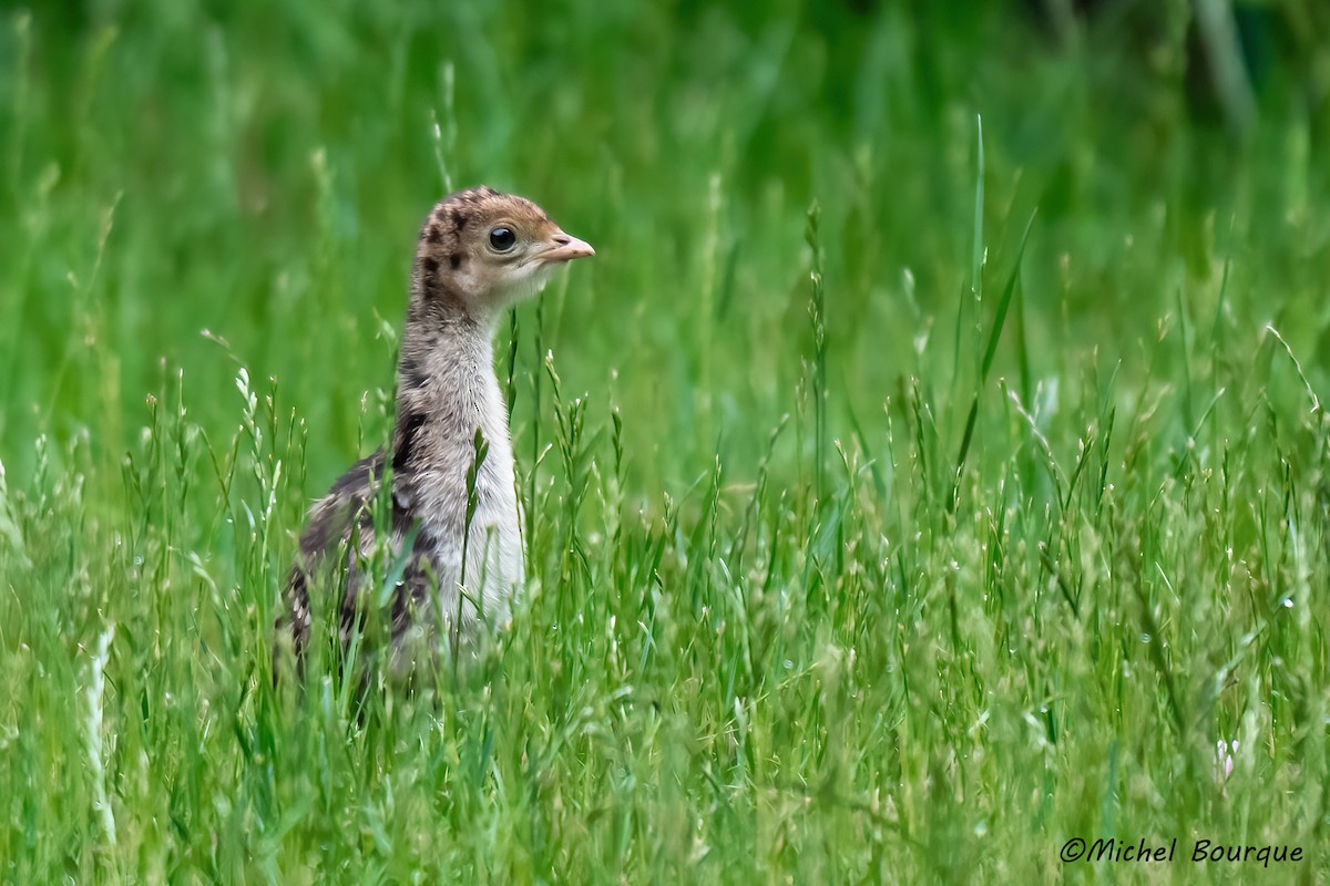 Wild Turkey - ML638024526