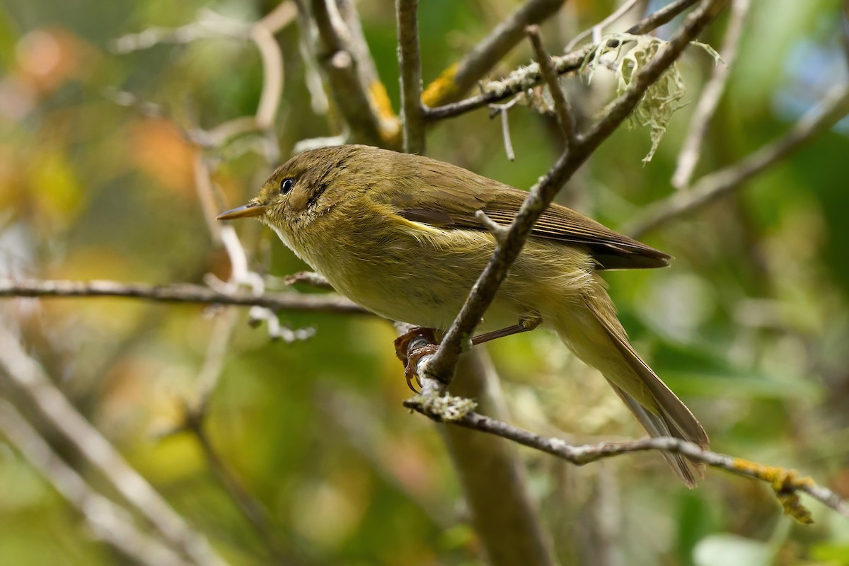 Iberian Chiffchaff - ML638024545