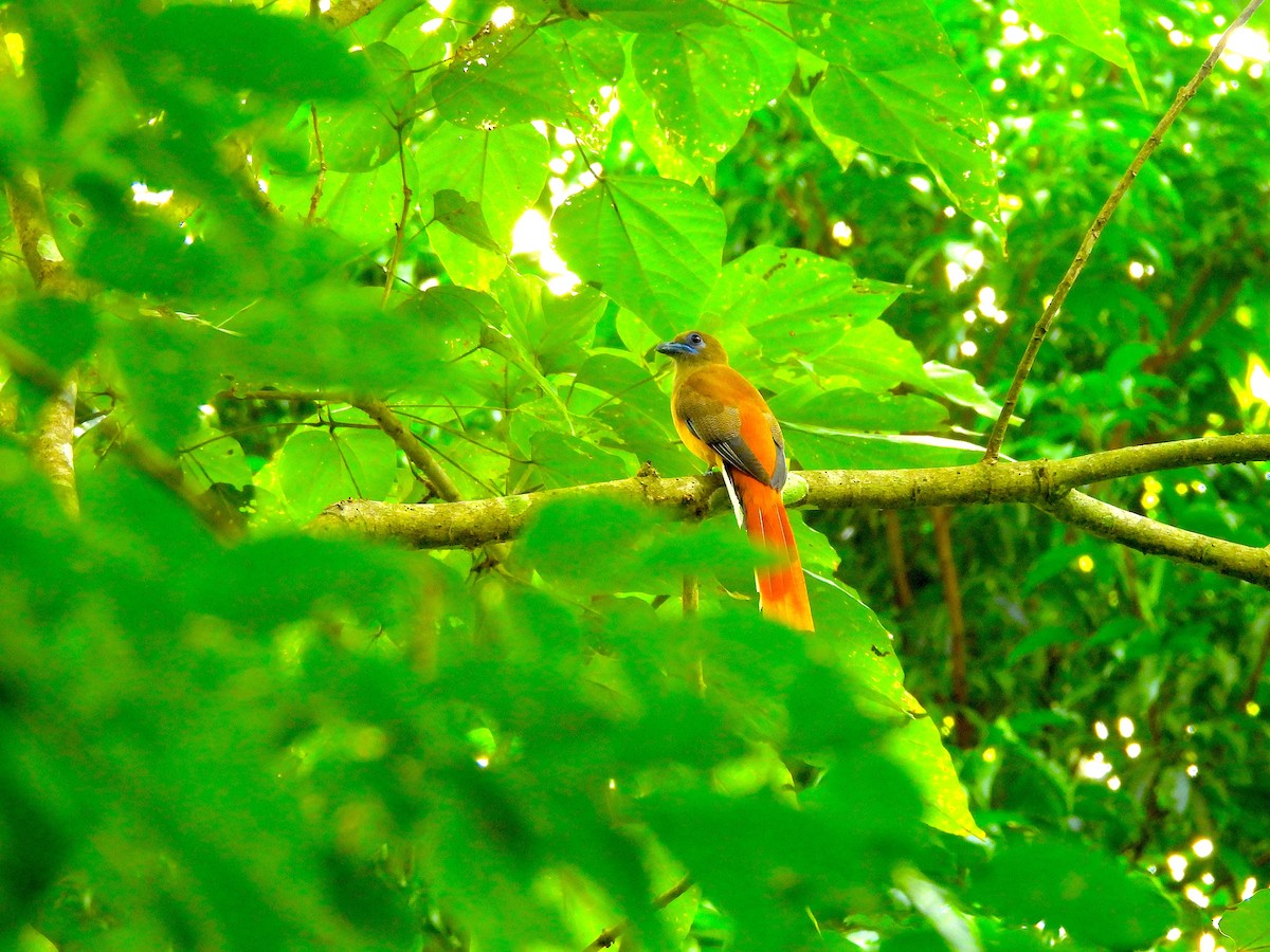 Malabar Trogon - ML638024551