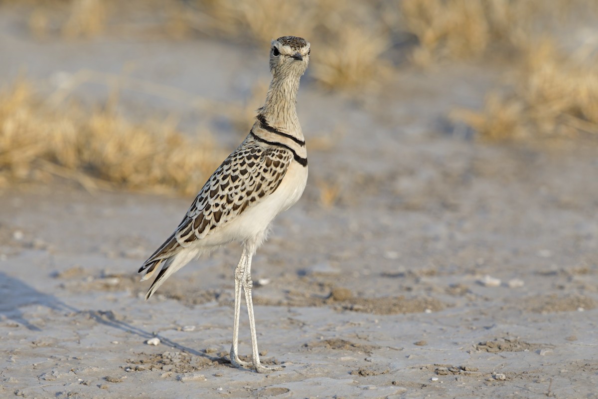 Double-banded Courser - ML638024601