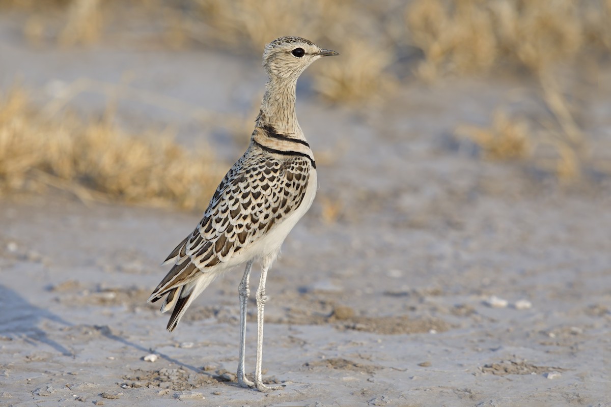 Double-banded Courser - ML638024603