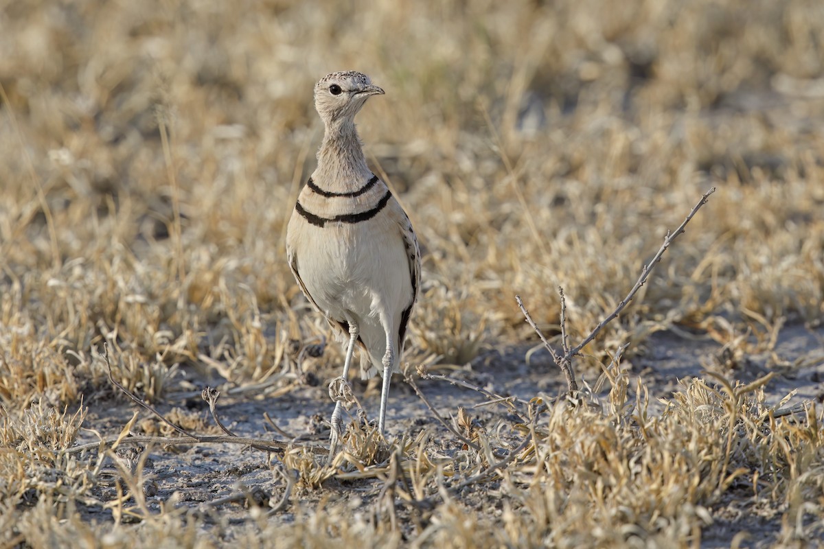 Double-banded Courser - ML638024604