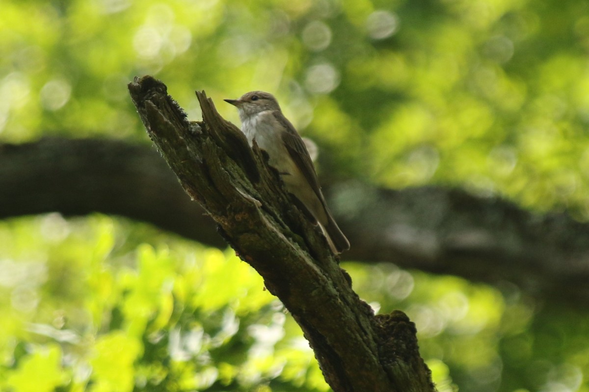 Spotted Flycatcher - ML638024612