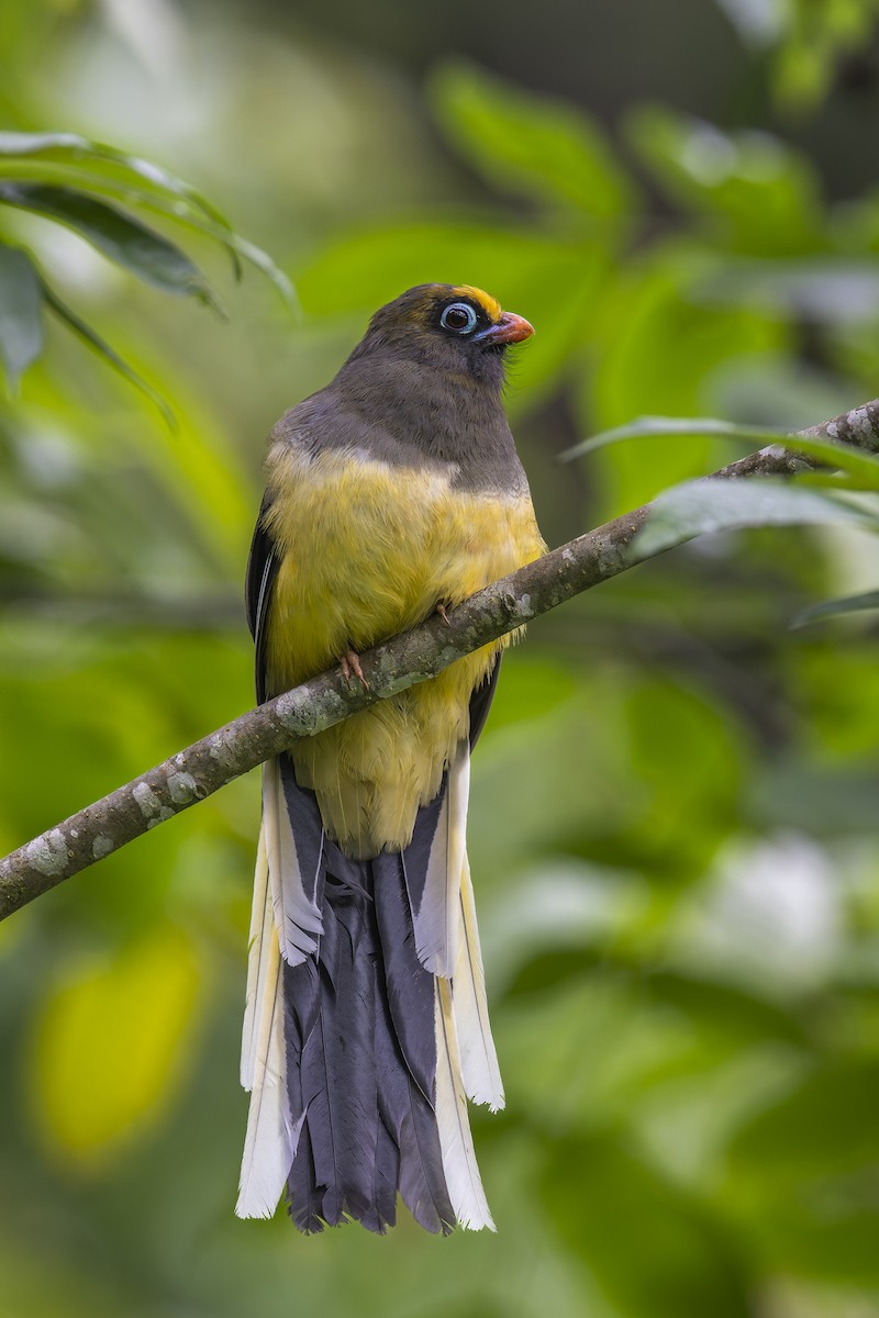 Ward's Trogon - ML638024613
