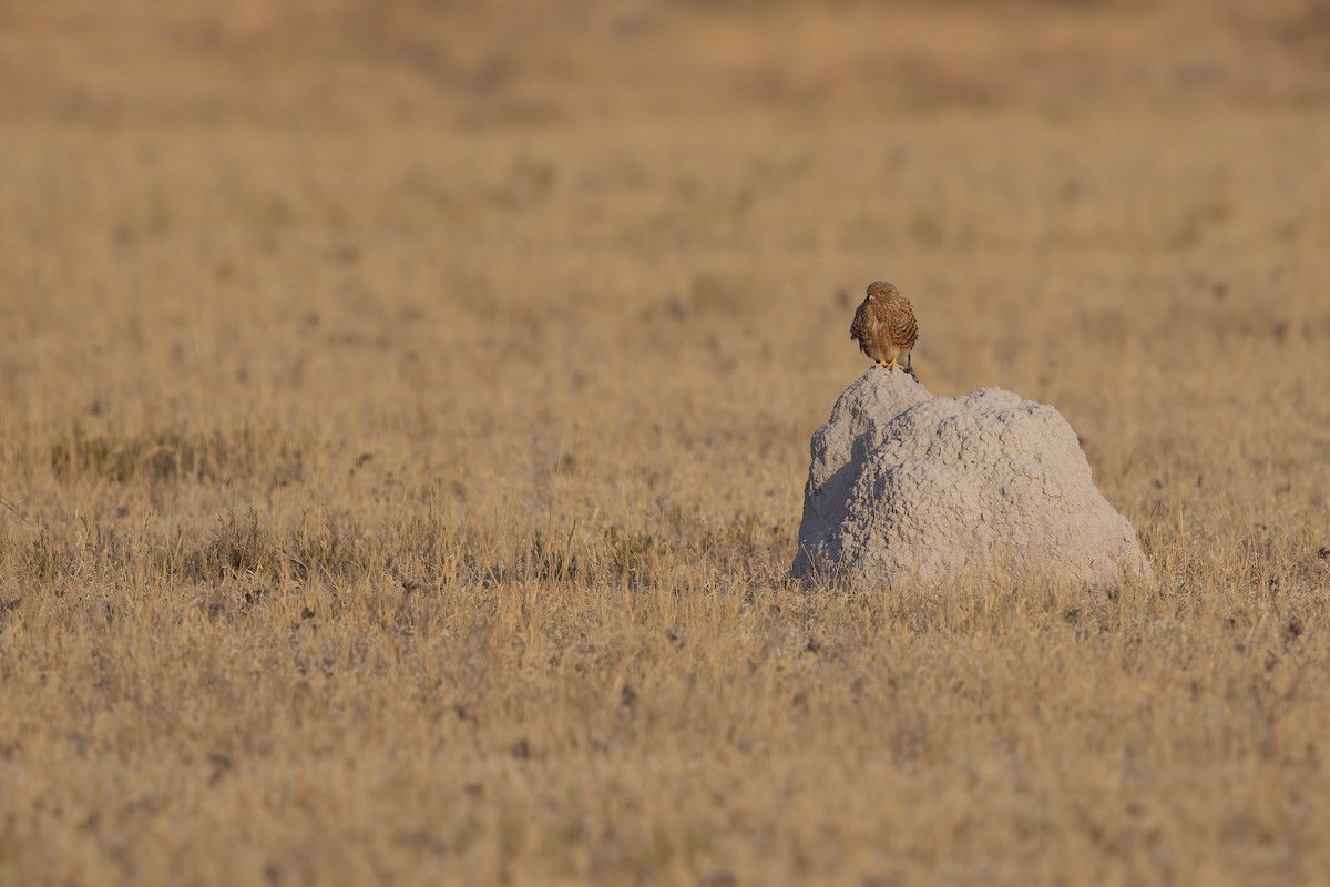 Greater Kestrel - ML638024670
