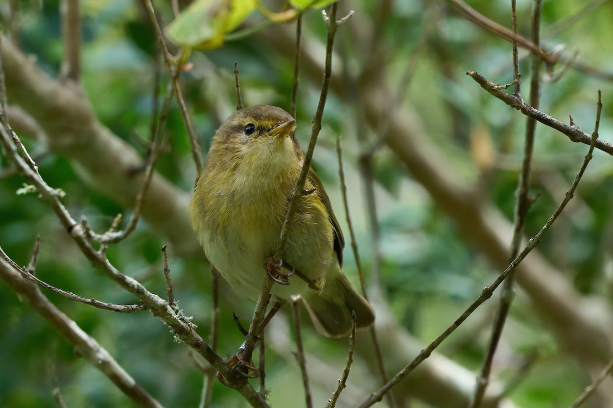 Iberian Chiffchaff - ML638024671