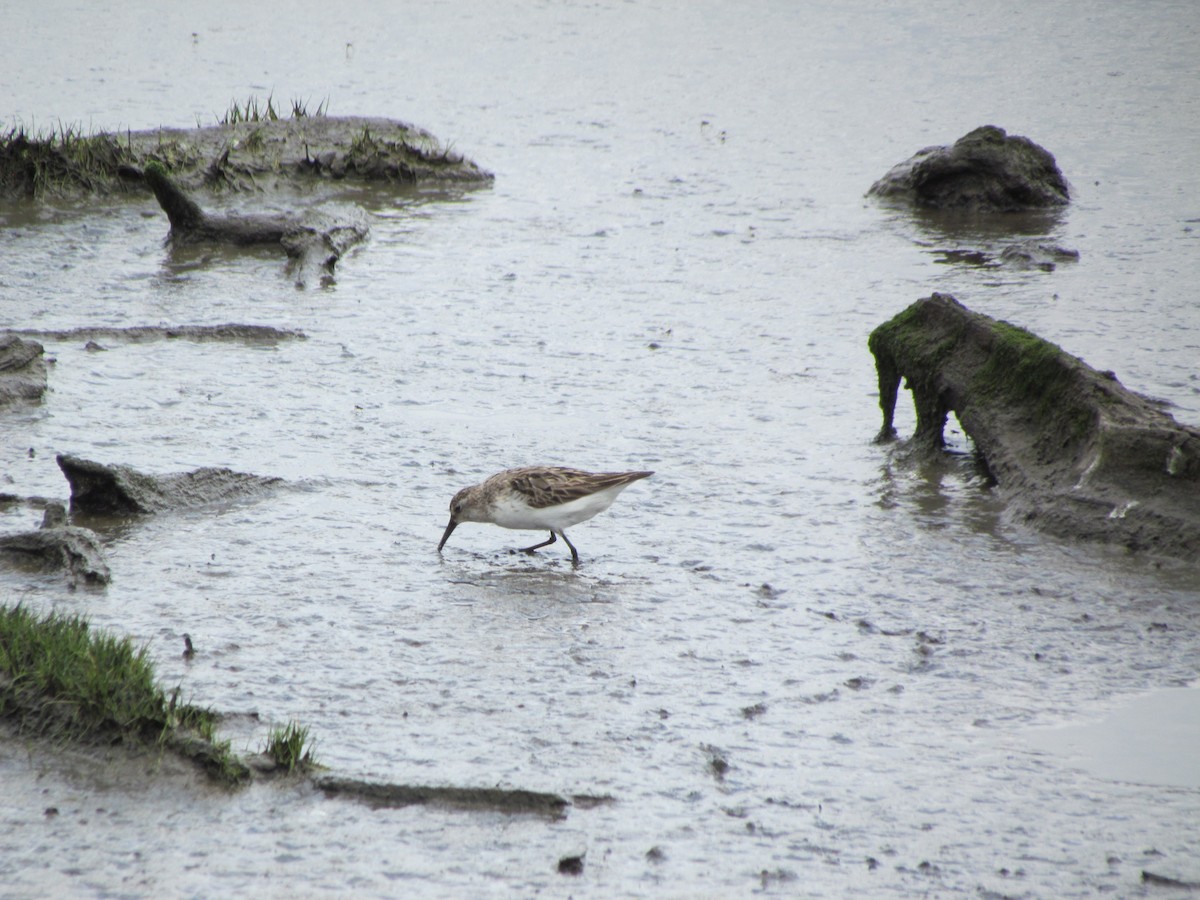 Western Sandpiper - ML638024678