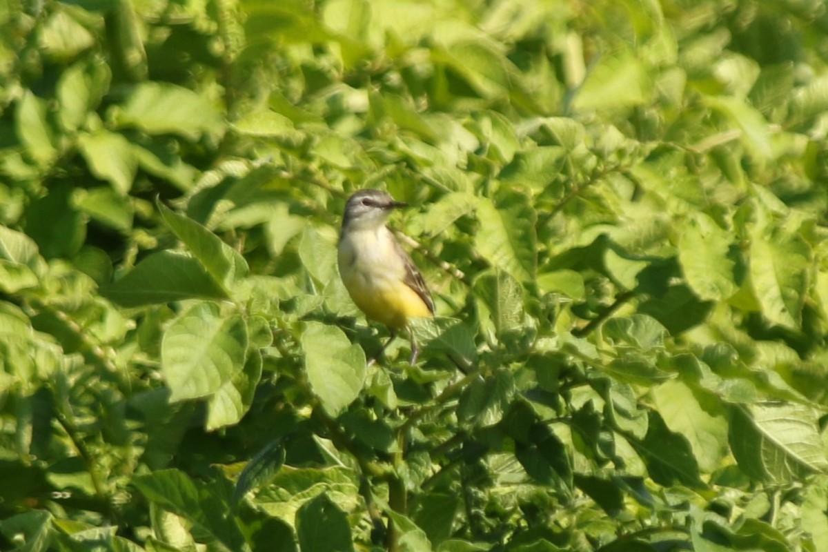 Western Yellow Wagtail - ML638024690