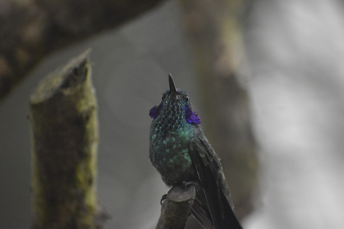 Lesser Violetear - ML638024731