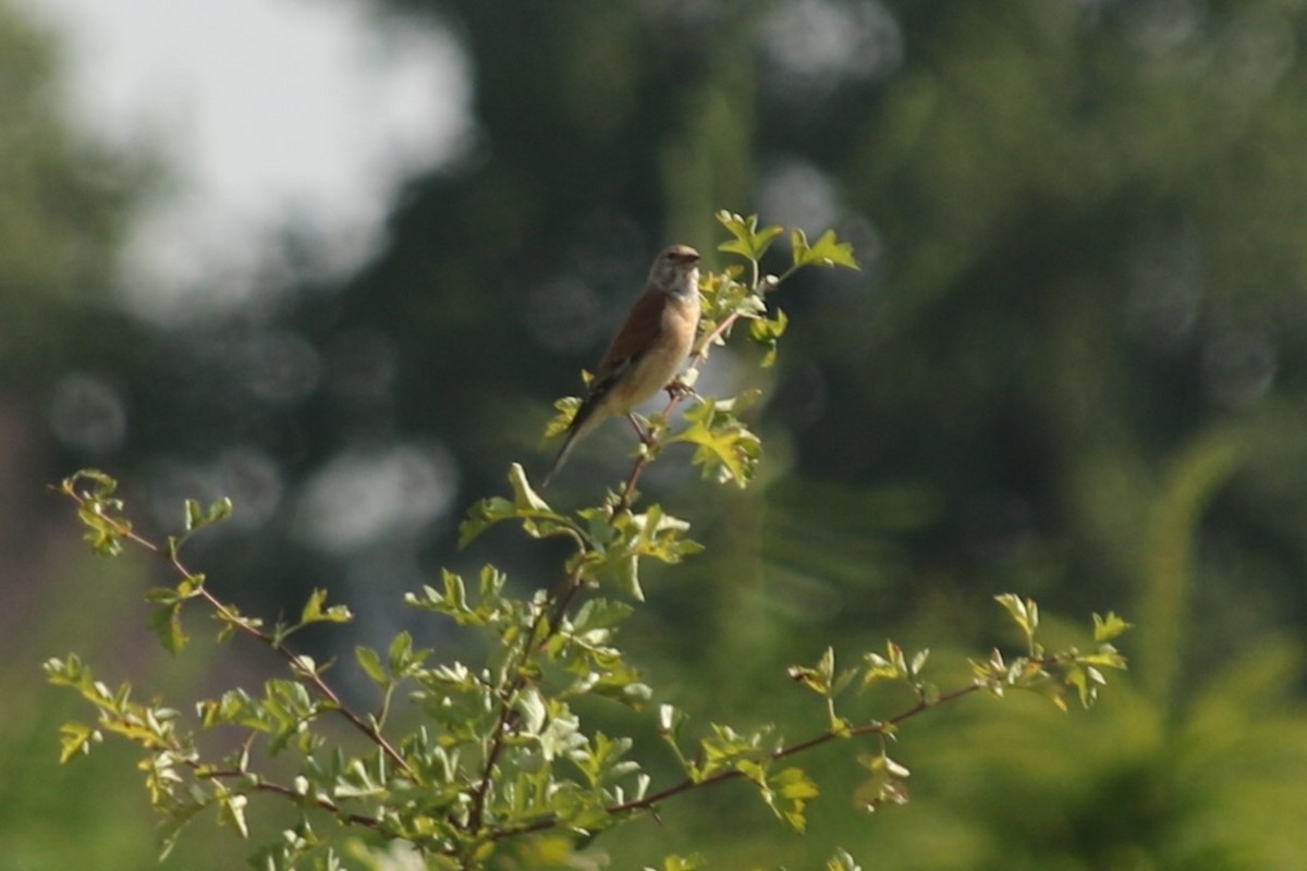 Eurasian Linnet - ML638024786