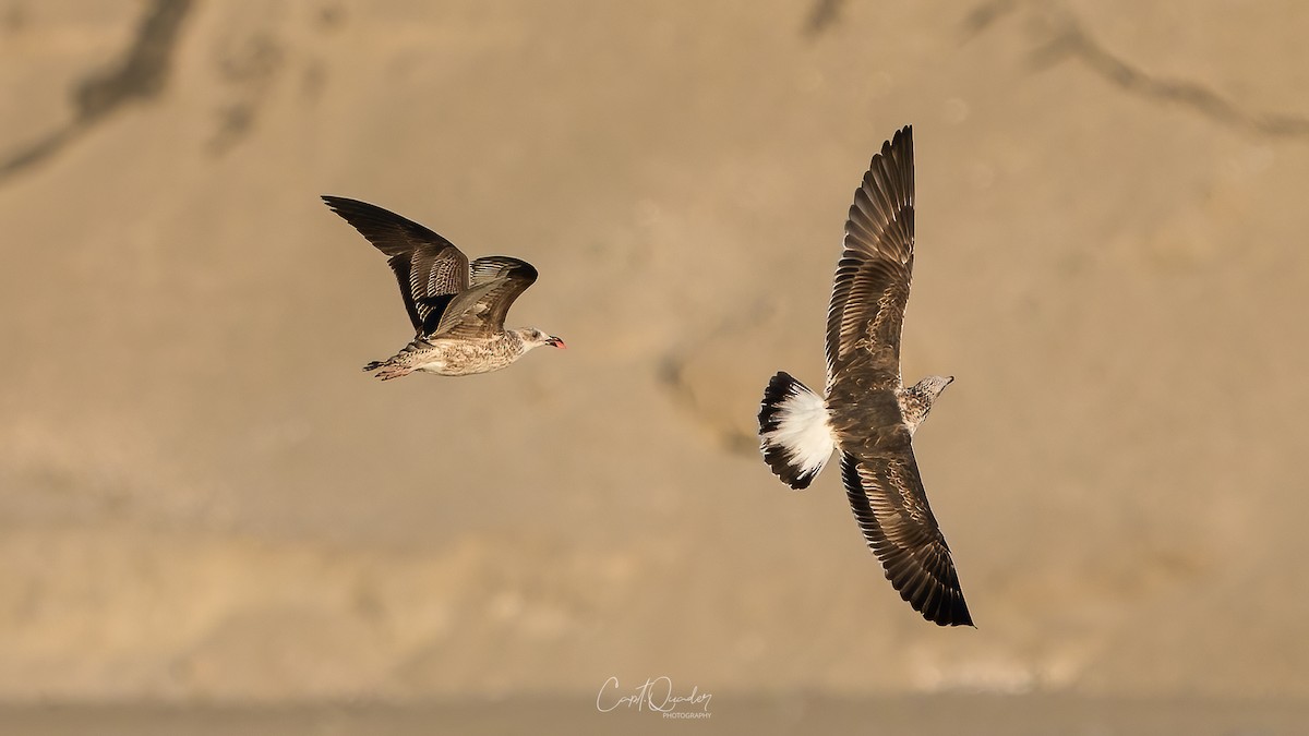 Belcher's Gull - ML638024798