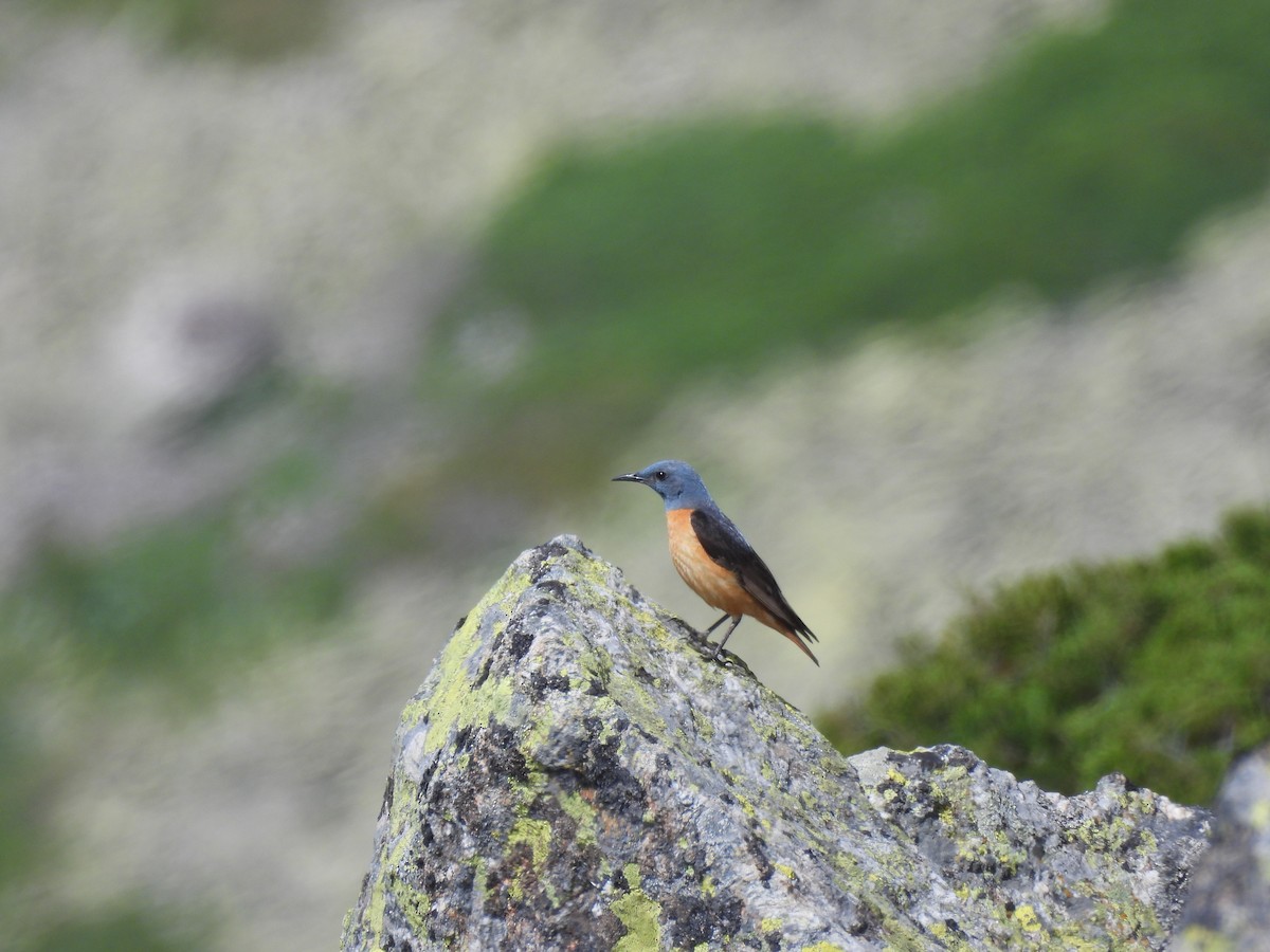 Rufous-tailed Rock-Thrush - ML638024817