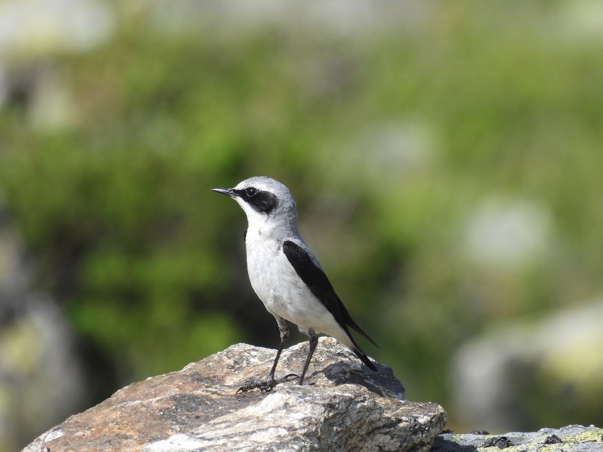 Northern Wheatear - ML638024820