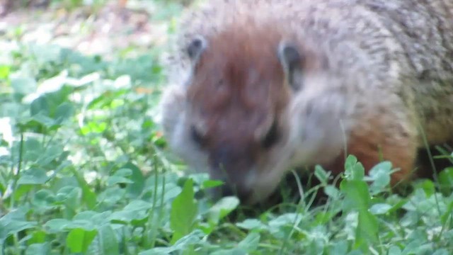 Groundhog - ML638024869
