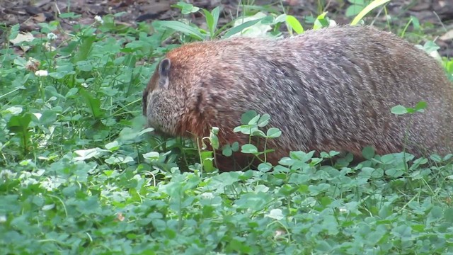 Groundhog - ML638024872