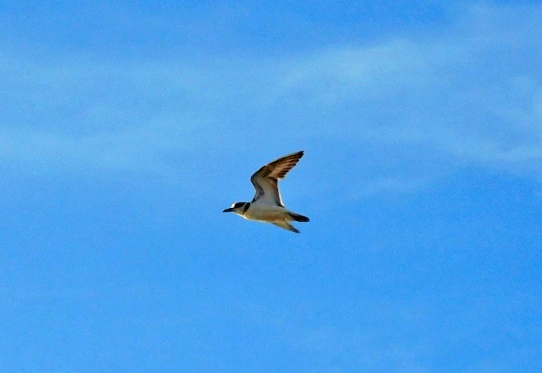 Wilson's Plover - ML638024874