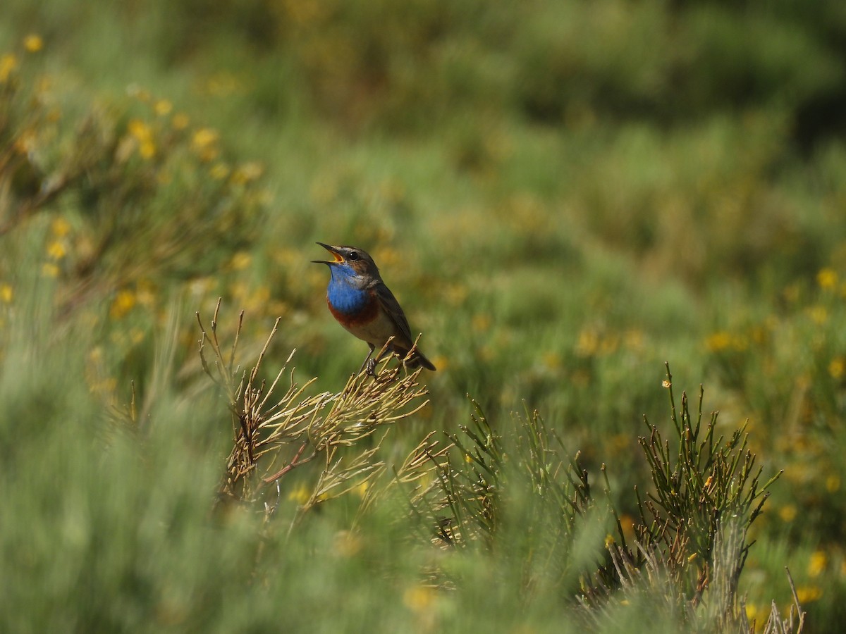 Bluethroat - ML638024878