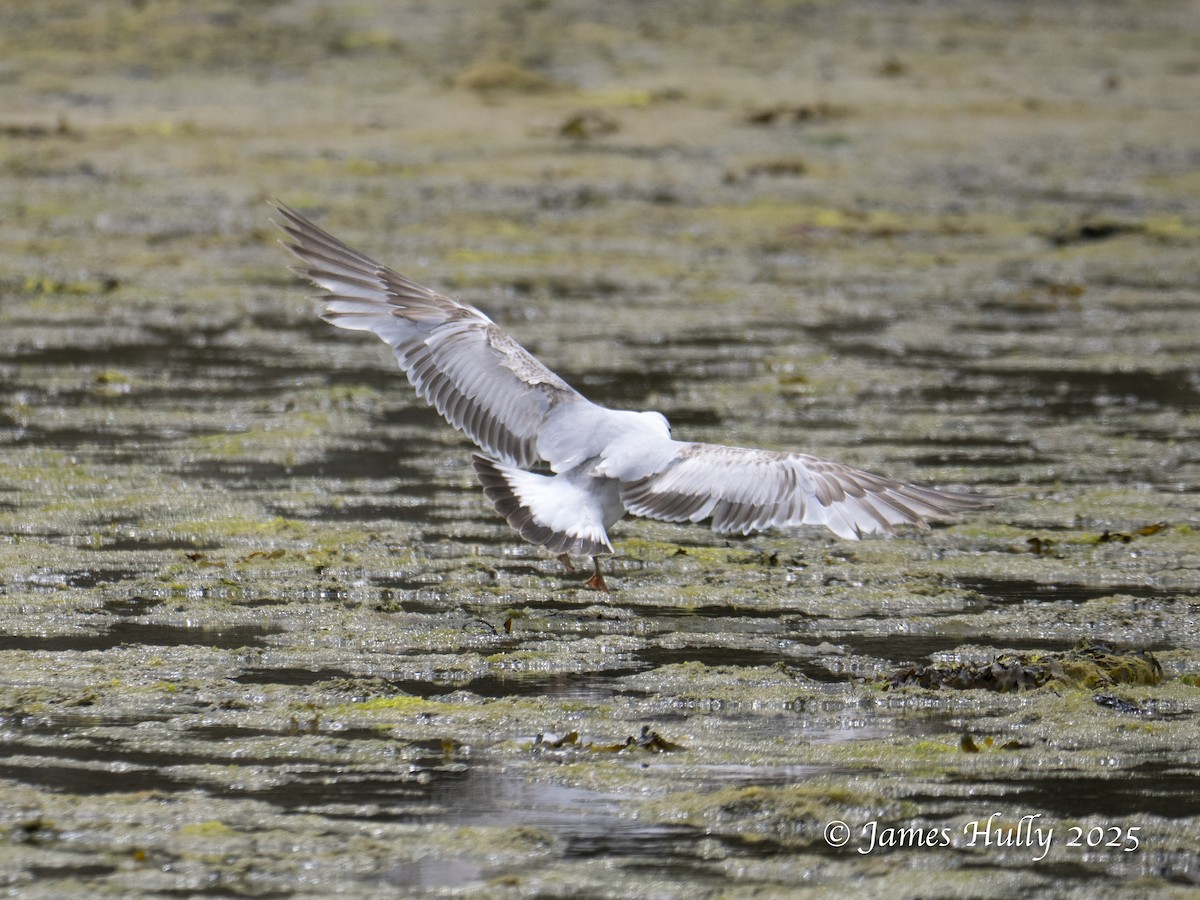Common Gull - ML638024881