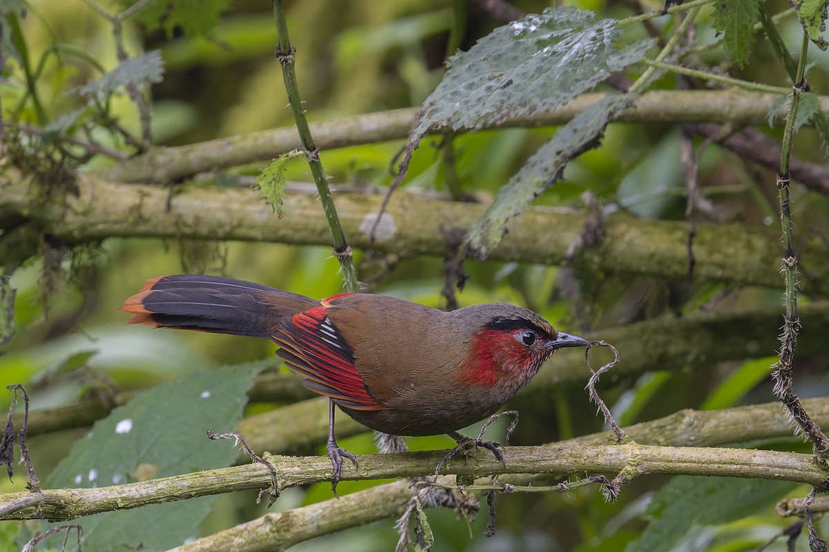 Garrulaxe à ailes rouges - ML638024889